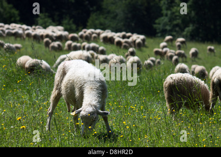 Grasende Schafe Stockfoto