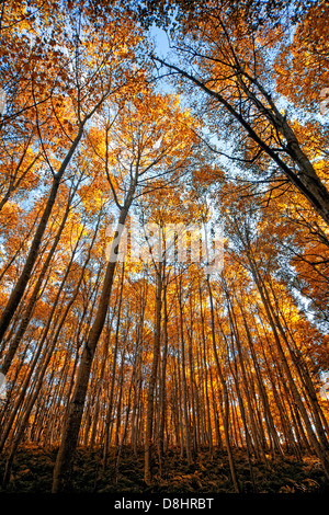 Ein schönes breites Bild der Herbst Bäume nachschlagen Stockfoto