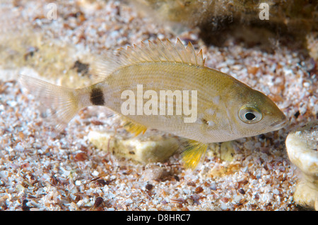 Ringförmige Goldbrasse oder Spar (Diplodus Annularis) Stockfoto