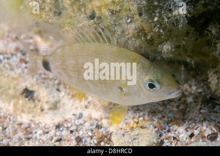 Ringförmige Goldbrasse oder Spar (Diplodus Annularis) Stockfoto