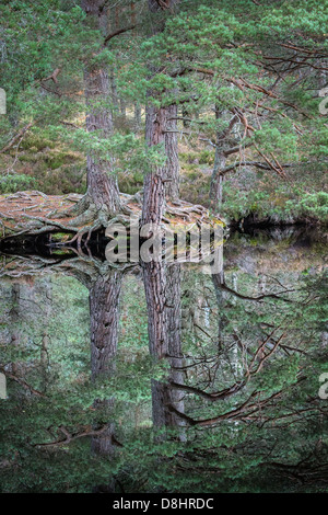 Föhren im Uath Lochan in Glen Feshie in der Cairngorms National Park of Scotland. Stockfoto