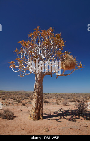 Gesellig Weber Nest in Kokerboom oder Köcherbaum (Aloe Dichotoma), in der Nähe von Fish River Canyon, Südliches Namibia, Afrika Stockfoto