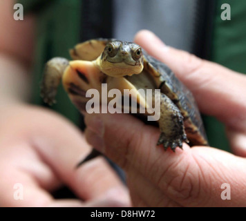 Emydoidea Blandingii Schildkröte. Stockfoto