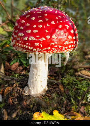 Roten & weiße Fliegenpilz-Pilze Pilz Amanita Muscaria, allgemein bekannt als der Fliegenpilz oder Fly Amanita im Abendlicht Stockfoto