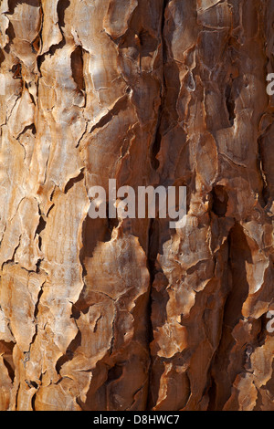 Rinde am Stamm der Kokerboom oder Köcherbaum (Aloe Dichotoma), in der Nähe von Fish River Canyon, Südliches Namibia, Afrika Stockfoto