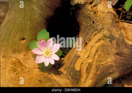 Die falsche Rue Anemone (Enemion biternatum) ist eine in Nordamerika heimische Frühlingswildblume. Seine weißen Blüten sind unverwechselbar, mit zarten Blütenblättern und einem weichen, leichten Aussehen. Stockfoto