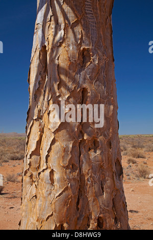 Rinde am Stamm der Kokerboom oder Köcherbaum (Aloe Dichotoma), in der Nähe von Fish River Canyon, Südliches Namibia, Afrika Stockfoto