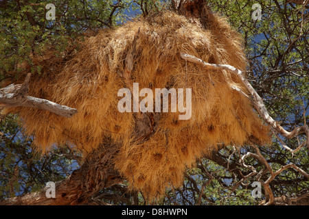 Gesellig Weber-Nest in der Nähe von Fish River Canyon, Südliches Namibia, Afrika Stockfoto