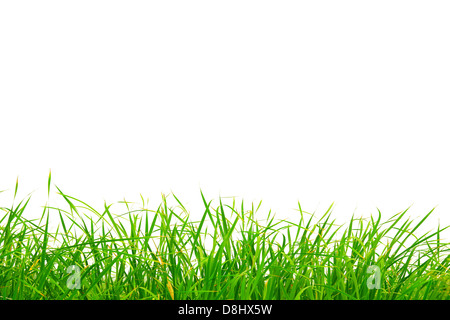 Grüner Rasen auf weißem Hintergrund Stockfoto