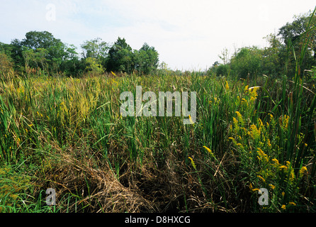 Elk283-4336 Louisiana, Avery Island, Jungle Gardens, Sumpf Stockfoto