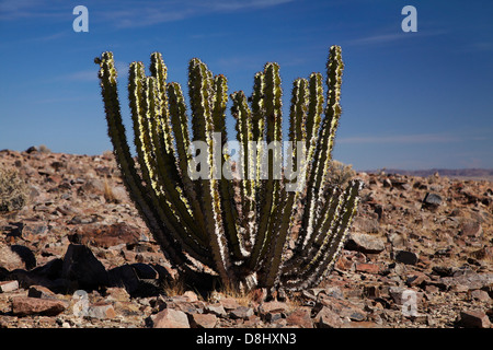 Kaktus, Fish River Canyon, Südliches Namibia, Afrika Stockfoto