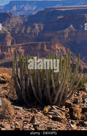 Kaktus, Fish River Canyon, Südliches Namibia, Afrika Stockfoto