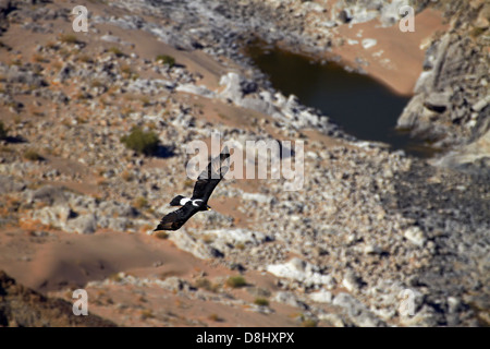 Verreaux der Adler (auch genannt Black Eagle - Aquila Verreauxii), in der Thermik, Fish River Canyon, Südliches Namibia, Afrika Stockfoto