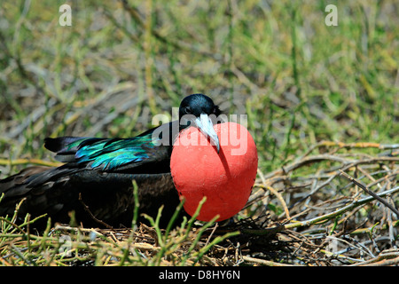 Männliche herrlichen Fregattvogel mit überhöhten roten kleinen Beutel, Galapagos-Inseln Stockfoto