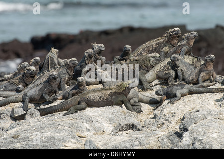 Gruppe von Galapagos Meerechsen auf einem Felsen auf Fernandina Insel. Stockfoto