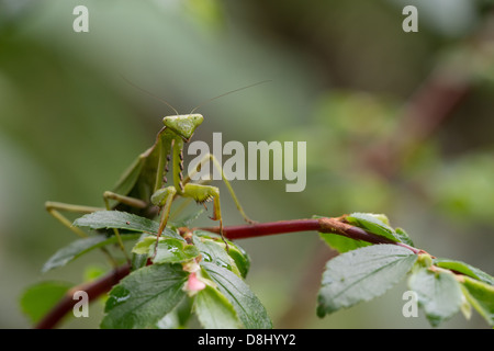 Stock Foto von eine Gottesanbeterin auf einem Blatt im Nebelwald Maquipucuna, Ecuador. Stockfoto