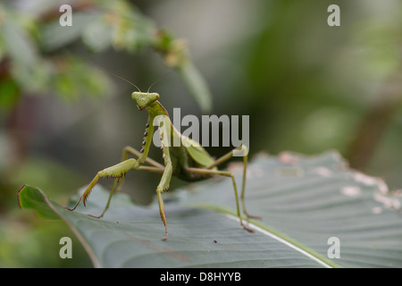 Stock Foto von eine Gottesanbeterin auf einem Blatt im Nebelwald Maquipucuna, Ecuador. Stockfoto