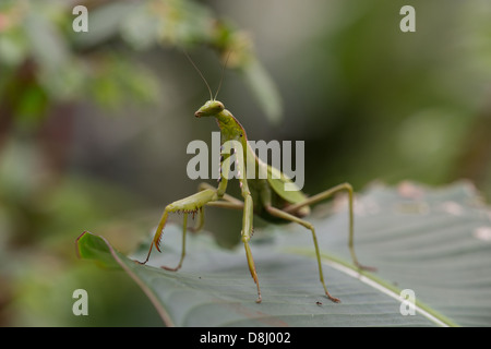 Stock Foto von eine Gottesanbeterin auf einem Blatt im Nebelwald Maquipucuna, Ecuador. Stockfoto