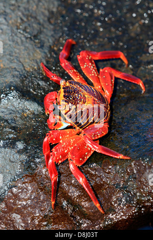 Sally lightfoot Krabben auf Felsen Stockfoto