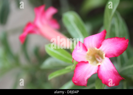 Detailansicht der blühenden Blumen, auch benannt stieg der Wüste. Stockfoto