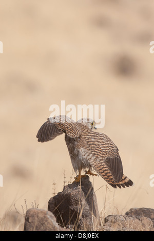 Gemeinsamen Kestrel Falco Tinnunculus einen kleinen Falken, Raptor auf eine Wiese in der Nähe von Pune, Indien Maharshtra Stockfoto