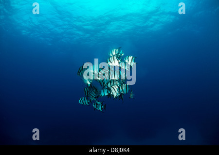 Atlantische Spadefish Paarung Stockfoto