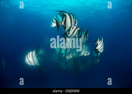 Atlantische Spadefish Paarung Stockfoto