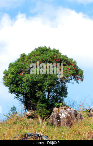 Syzygium Cumini, Bewohner, Jambolan, Jamblang oder Jamun, Ponmudi, Thiruvananthapuram, Kerala, Indien Stockfoto