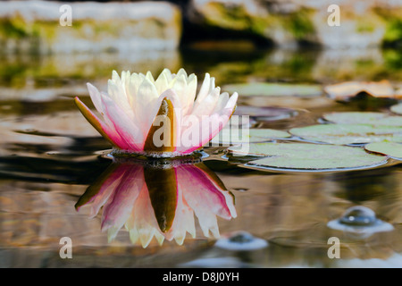 Seerose Stockfoto