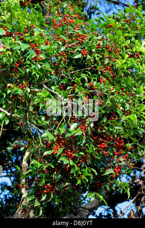 Syzygium Cumini, Bewohner, Jambolan, Jamblang oder Jamun, Ponmudi, Thiruvananthapuram, Kerala, Indien Stockfoto