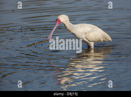 Löffler-Jagd in Mankwe Damm Stockfoto