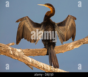 Darter Trocknung Flügel an Mankwe Verdammung Stockfoto