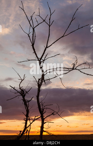 Blick auf den Sonnenuntergang in der Nähe von Gourvillette, Charente Maritime, Frankreich Stockfoto