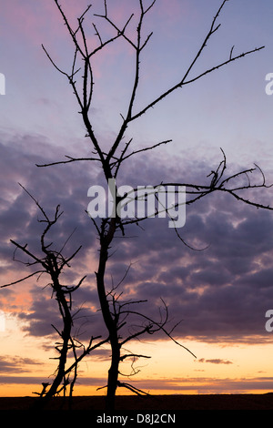 Blick auf den Sonnenuntergang in der Nähe von Gourvillette, Charente Maritime, Frankreich Stockfoto