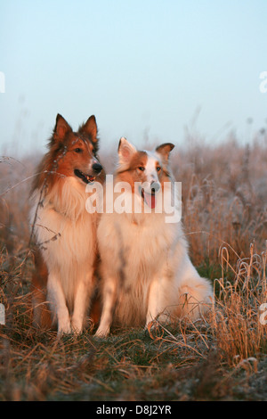 amerikanische collie Stockfoto