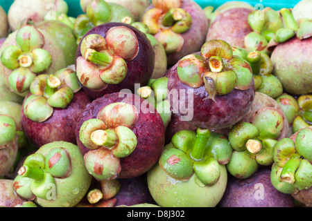 Frischen Mangostan nach der Ernte von der Plantage auf Te Markt gehen. Stockfoto