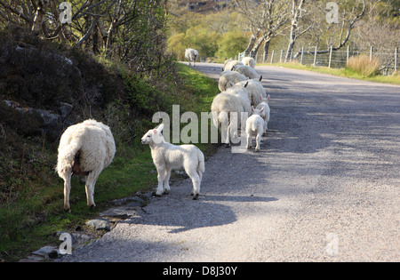 Schafe und Lämmer zu Fuß entlang einer Straße in Sutherland, Highlands von Schottland Stockfoto