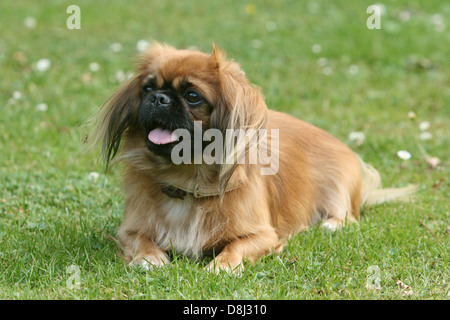 Pekingese auf Wiese Stockfoto