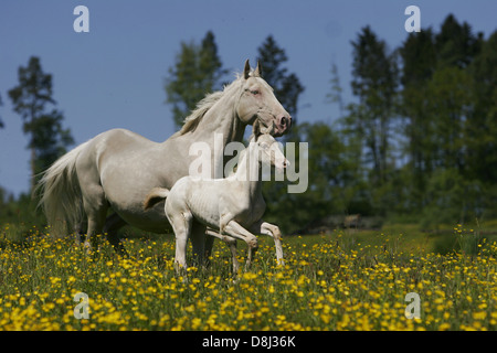 Achal-Tekkiner Fohlen Stockfoto