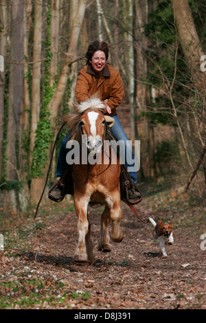 Frau mit Haflinger & Jack-Russell-Terrier Stockfoto