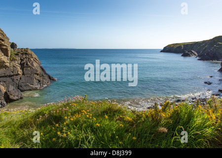 Caerfai Bay Pembrokeshire Coast Wales UK St Brides Bay.  Ist Bestandteil der Welsh Coast Path Stockfoto