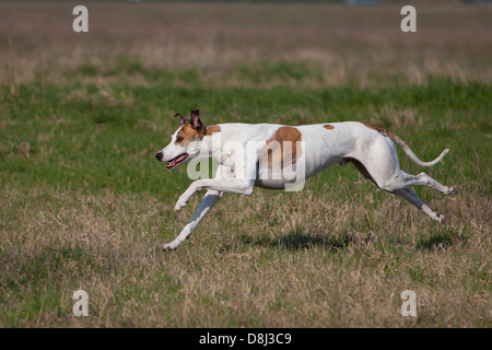 Rennender Magyar Agar / laufen Magyar Agar Stockfoto