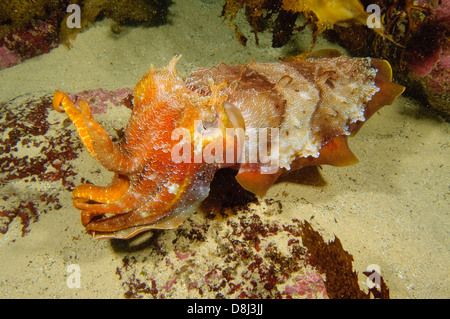 Riesige Tintenfische, Sepia Apama in Gordons Bay, Clovelly, New South Wales, Australien. Stockfoto