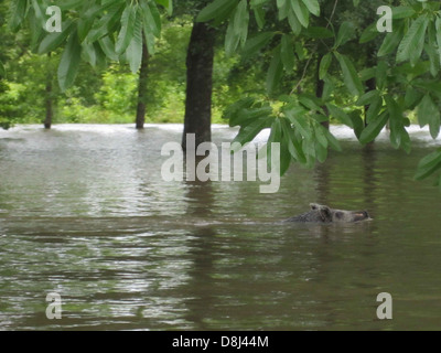 Ein Wildschwein, das durch ein Gewässer schwimmt und die Anpassungsfähigkeit des Tieres an Gewässer in freier Wildbahn demonstriert. Stockfoto