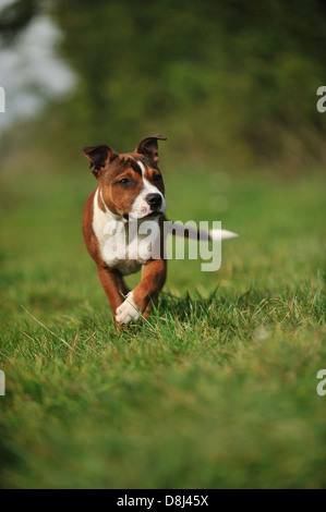 junger amerikanischer Staffordshire-Terrier Stockfoto