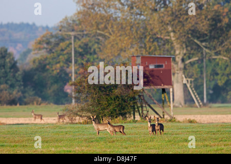 Reh (Capreolus Capreolus) vor erhöhten Stand am Waldrand für die Jagd in Feld im Herbst Stockfoto