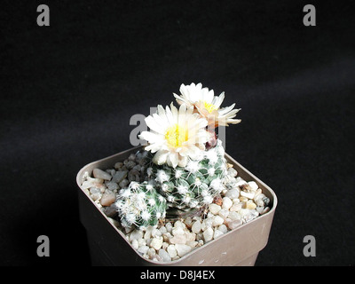 Eine Sammlung von Kakteen, die in Blumentöpfen angeordnet sind und jeweils einzigartige Formen und Größen zeigen. In den Töpfen sind die Stacheln und Grüntöne der Kakteen zu sehen, was eine optisch eindrucksvolle Darstellung schafft. Stockfoto