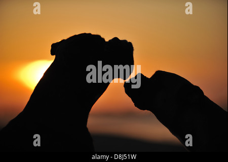 2 deutscher Boxer Stockfoto