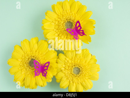 Schmetterlinge auf Gerbera Stockfoto