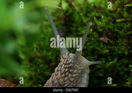 Schnecke auf Moos Stockfoto